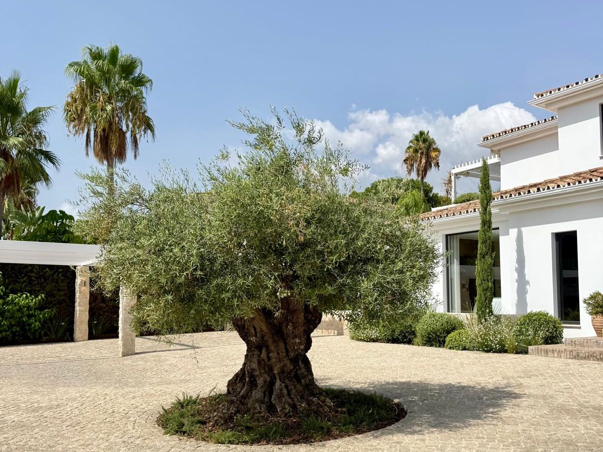 Centuries-old olive tree on the Costa del Sol